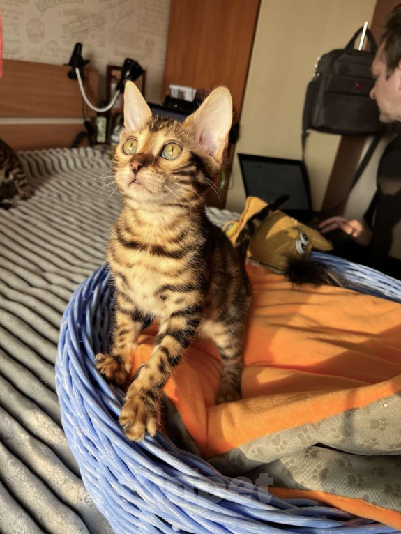 Кошки в Самаре: Бенгальская девочка Veritay Bayleys Девочка, 60 000 руб. - фото 2