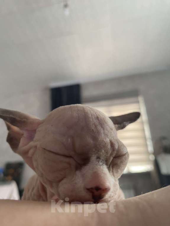 Кошки в Омске: Котята канадского сфинкса Мальчик, 15 000 руб. - фото 6