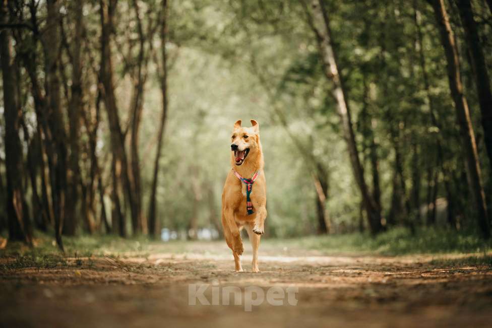 Собаки в Москве: Очень умный мальчик ищет семью. Банни из приюта в добрые руки Мальчик, Бесплатно - фото 2