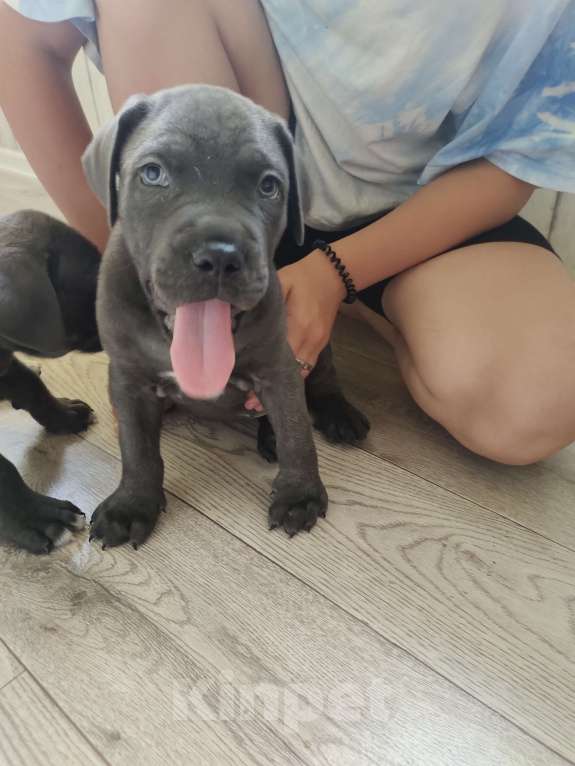 Собаки в Изобильном: Щеночки Кане Корсо  Мальчик, 15 000 руб. - фото 6