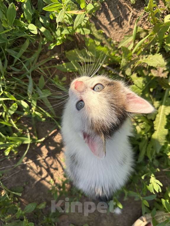 Кошки в других городах Самарской области: Кошки нагуляли нам такое изобилие! Готовы поделиться! Девочка, Бесплатно - фото 9