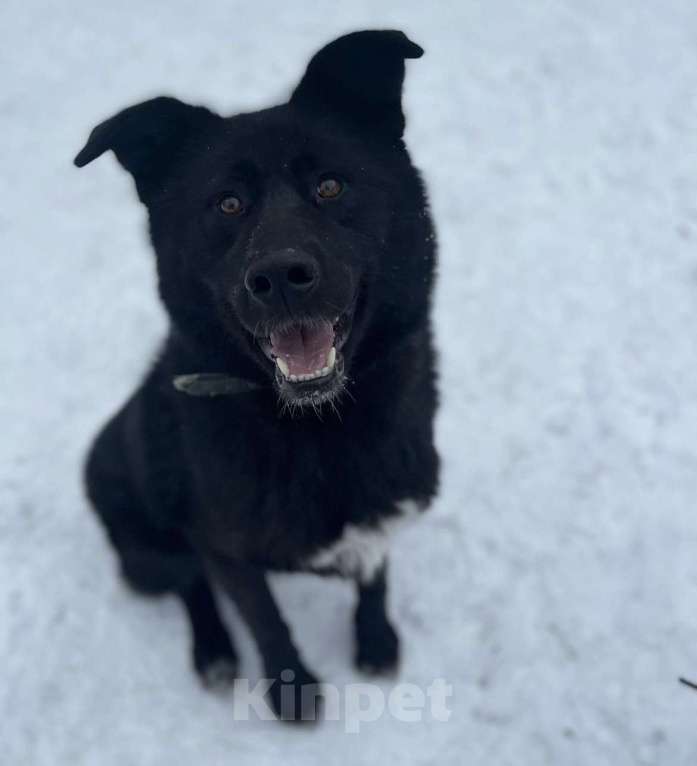 Собаки в Жуковском: Чарли Мальчик, 5 руб. - фото 1