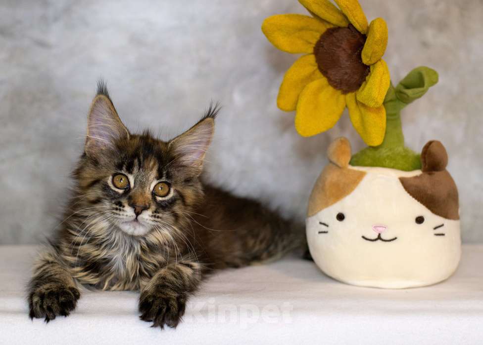 Кошки в Красноярске: Котенок Мейн Кун Девочка, 50 000 руб. - фото 4