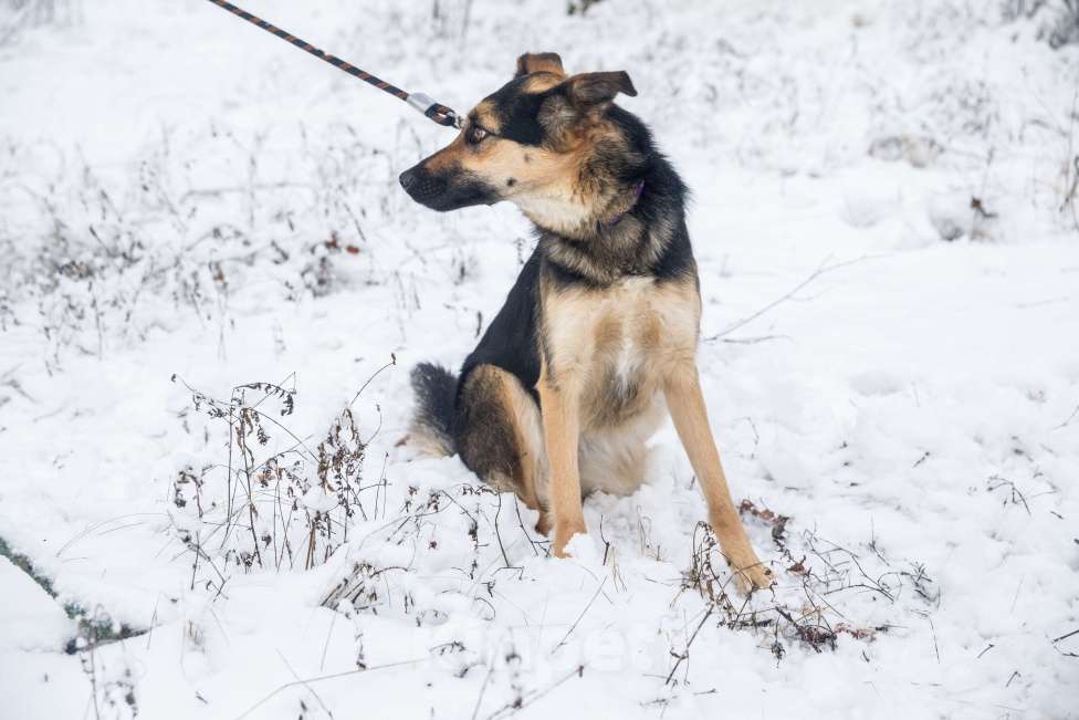 Собаки в Москве: Самая обнимательная девочка приюта Девочка, Бесплатно - фото 2