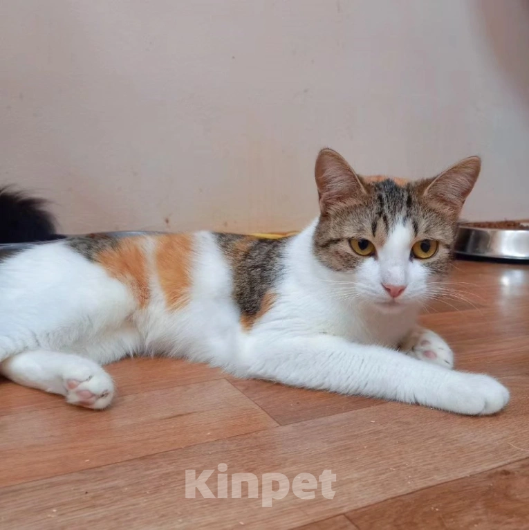 Кошки в Москве: Трехцветная ласковая Мила очень хочет домой Девочка, Бесплатно - фото 5