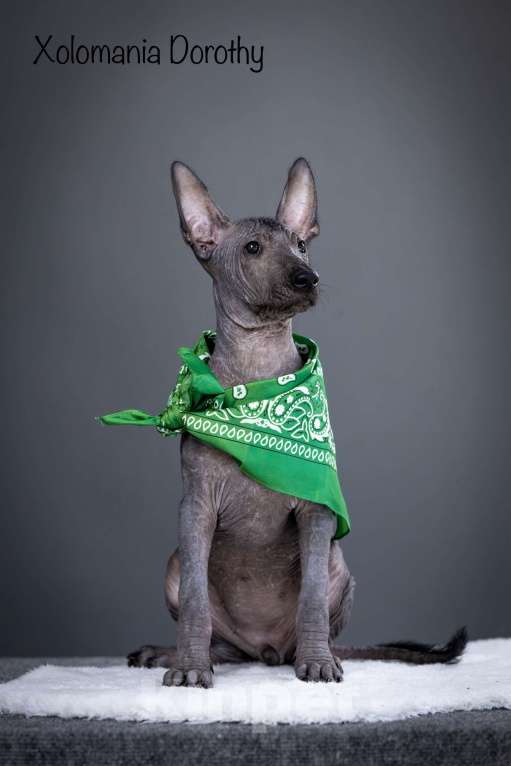 Собаки в Санкт-Петербурге: Щенки ксолоитцкуинтли ( мексиканская голая стандарт)  Мальчик, 120 000 руб. - фото 3