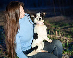 Собаки в Москве: Маленькая собачка, 3 кг в добрые руи Девочка, Бесплатно - фото 6