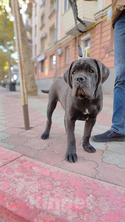 Собаки в Краснодаре: Щенок Кане Корсо Девочка, 60 000 руб. - фото 2