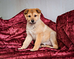 Собаки в Химках: Миниатюрный щенок из приюта ищет дом Девочка, Бесплатно - фото 4