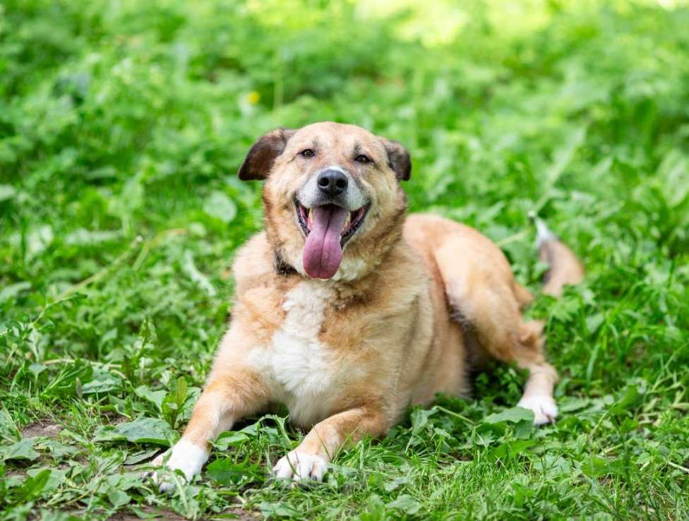 Собаки в других городах Московской области: Буся - путешественница Девочка, 1 руб. - фото 6