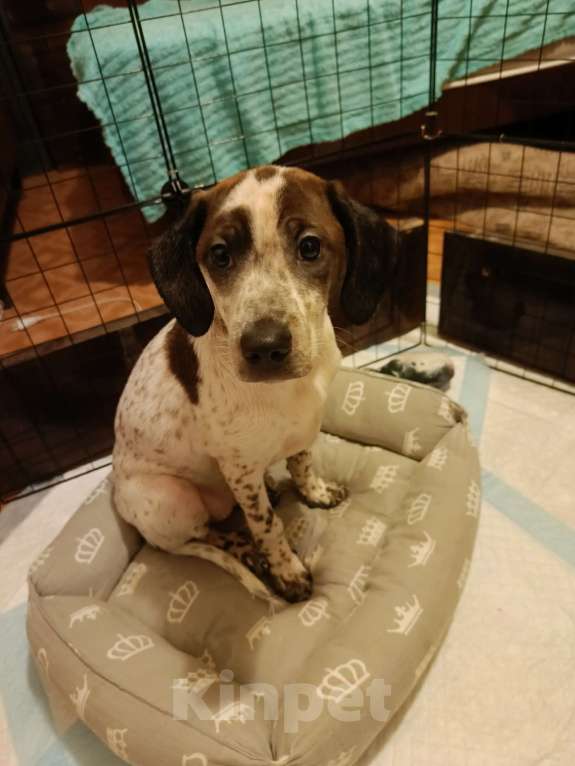 Собаки в Нижнем Тагиле: Ищем добрые руки для щенка Девочка, Бесплатно - фото 5