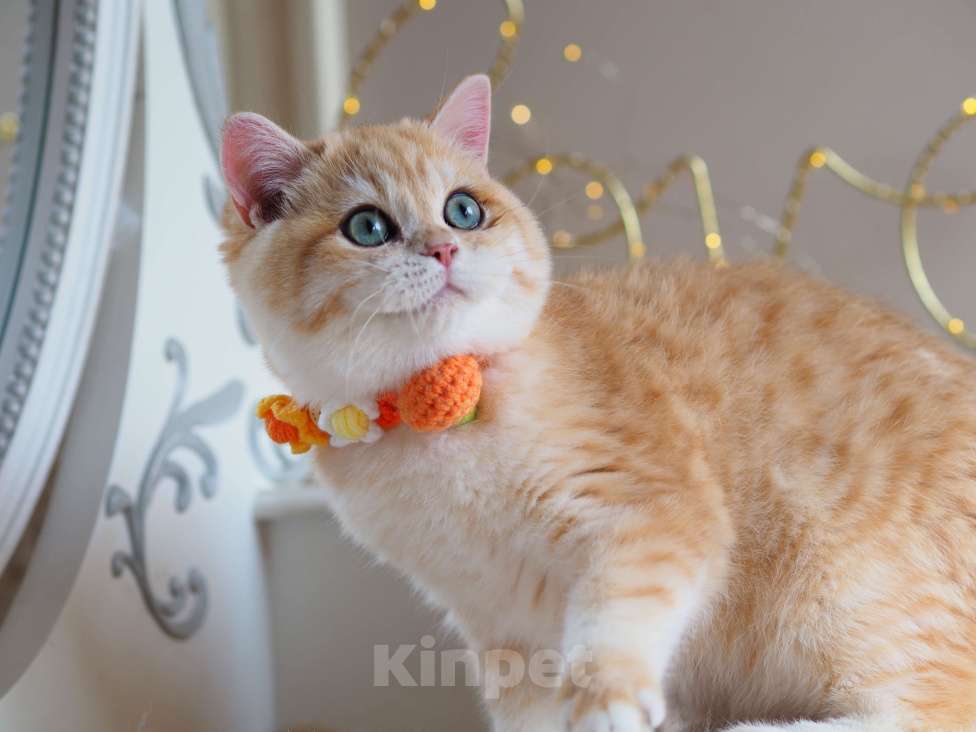 Кошки в Москве: Британский котёнок Дон Жуан Мальчик, 120 000 руб. - фото 8