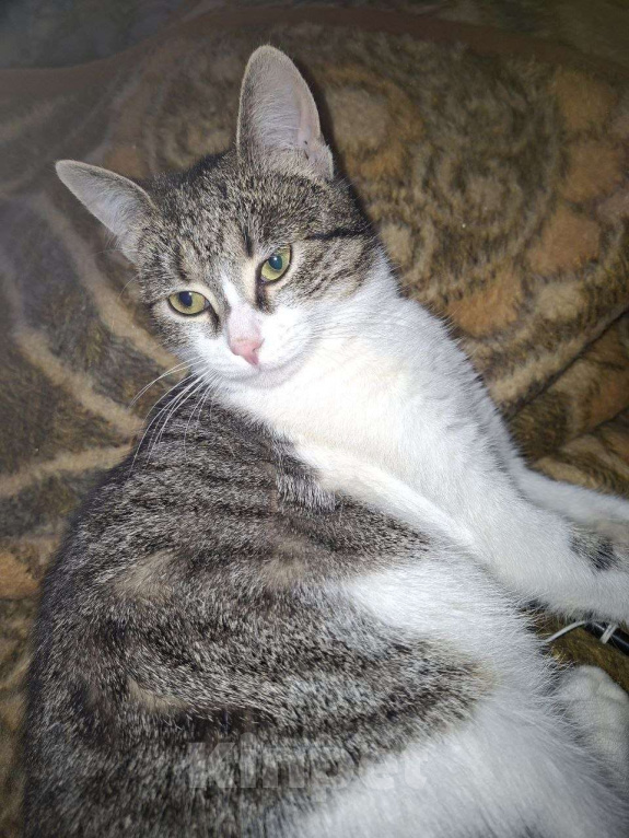 Кошки в Москве: Очаровательная Мисси в поисках дома Девочка, Бесплатно - фото 4