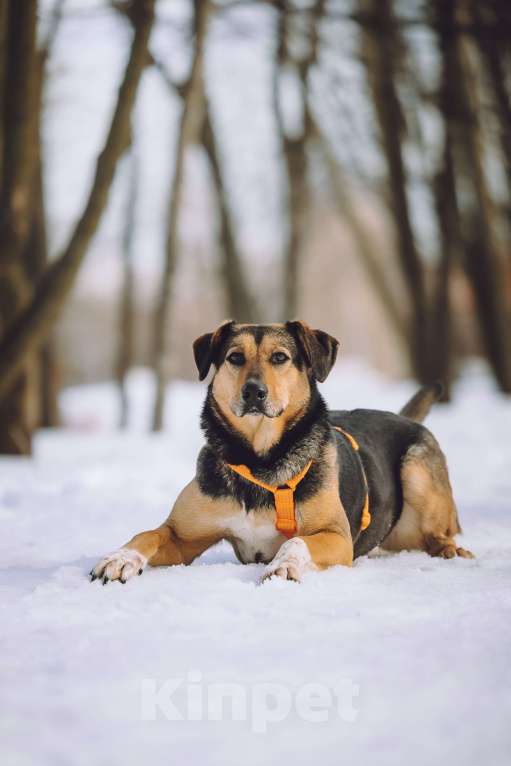 Собаки в Москве: Собака в добрые руки Девочка, Бесплатно - фото 2