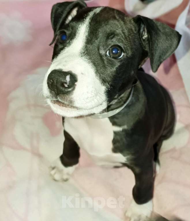 Собаки в Омске: Девочка  Девочка, 15 000 руб. - фото 1