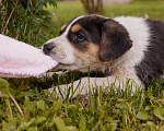 Собаки в Химках: Чудесная Луна ищем родителей  Девочка, Бесплатно - фото 8