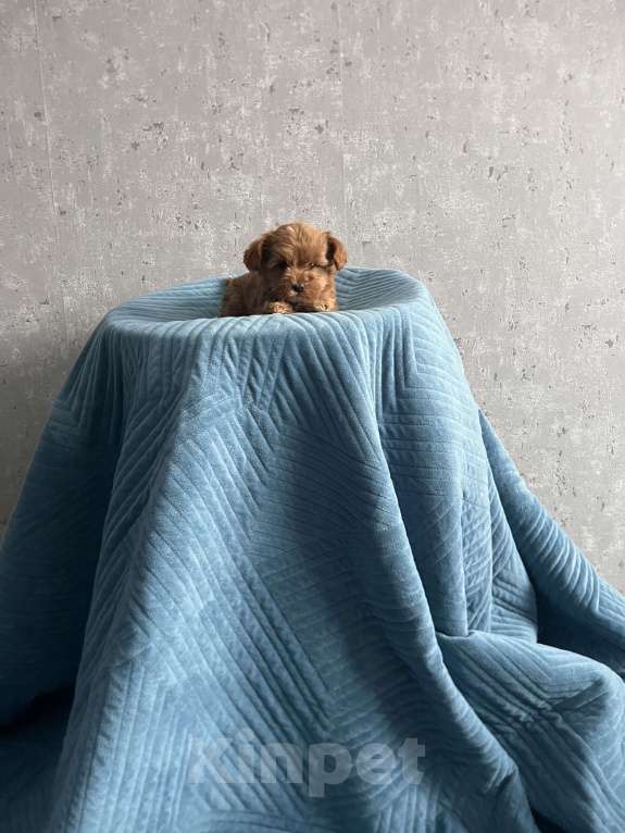 Собаки в Гатчине: Мальтипу f1 Мальчик, 80 000 руб. - фото 2