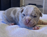 Собаки в других городах Московской области: AMERICAN BULLY   девочка Девочка, 250 000 руб. - фото 2