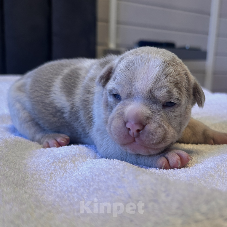 Собаки в других городах Московской области: AMERICAN BULLY   девочка Девочка, 250 000 руб. - фото 2