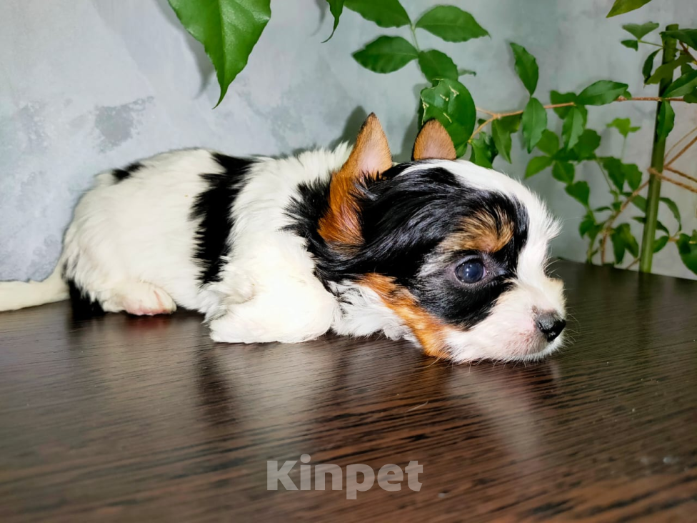 Собаки в других городах Московской области: Очаровашка Сандра Девочка, 140 000 руб. - фото 3