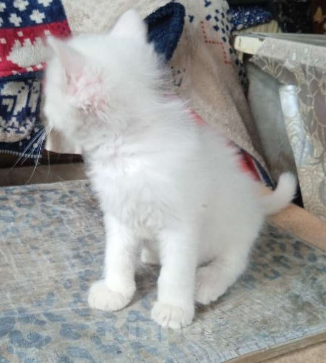 Кошки в Москве: Белый голубоглазик Девочка, Бесплатно - фото 3