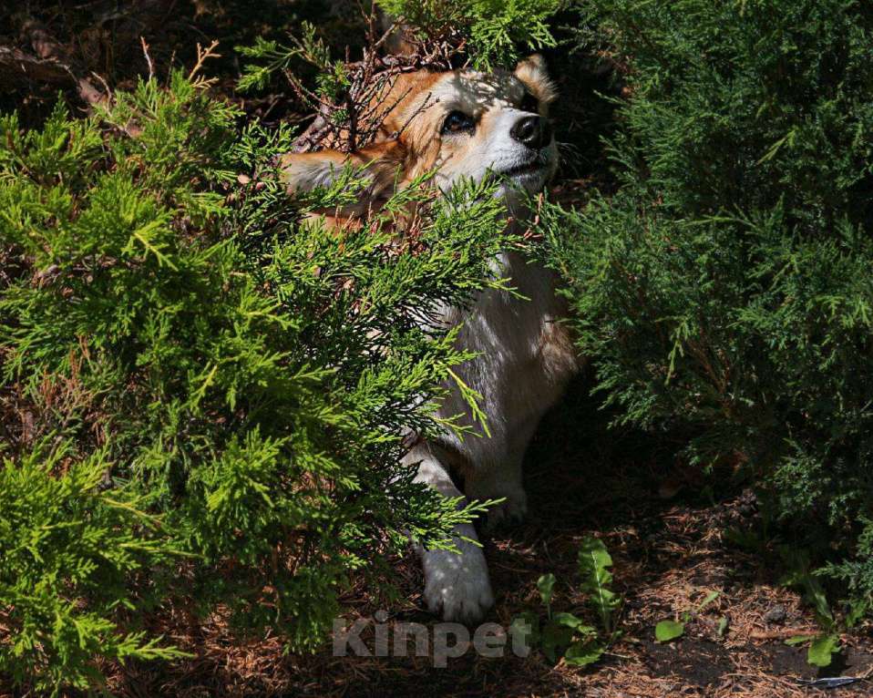 Собаки в Самаре: Корги Этери Эсми Девочка, 50 000 руб. - фото 5