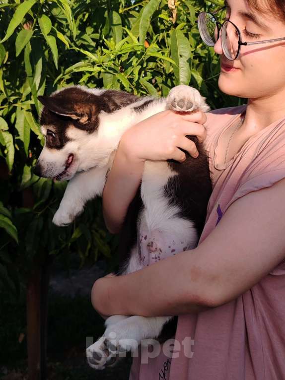 Собаки в Симферополе: Мальчик триколор  Мальчик, 50 000 руб. - фото 3