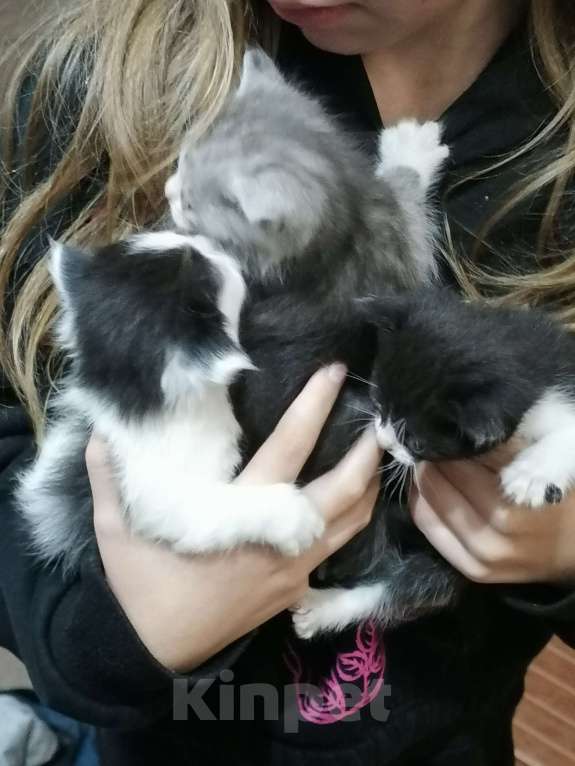 Кошки в Пензе: Отдам котят в добрые руки Мальчик, Бесплатно - фото 5