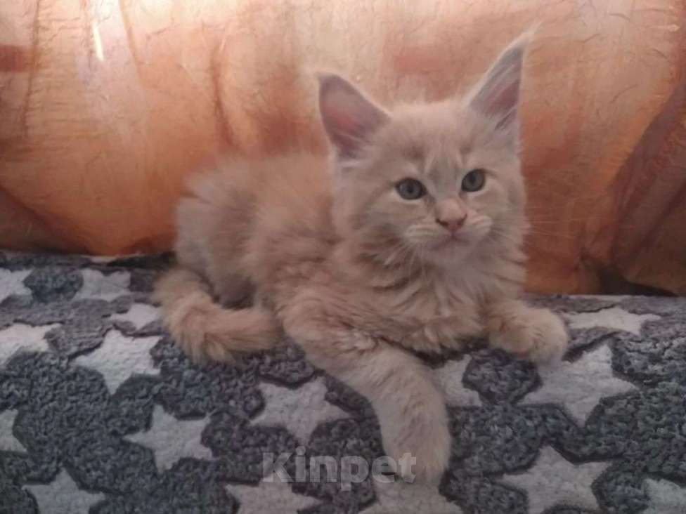 Кошки в Краснодаре: Котенок мейн-кун мальчики Мальчик, 30 000 руб. - фото 1