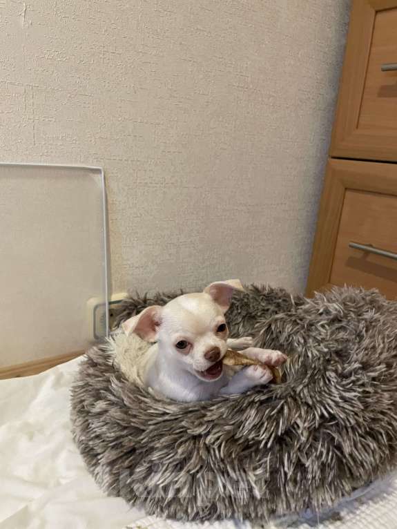 Собаки в Москве: Мальчик с пальчик  Мальчик, 45 000 руб. - фото 2