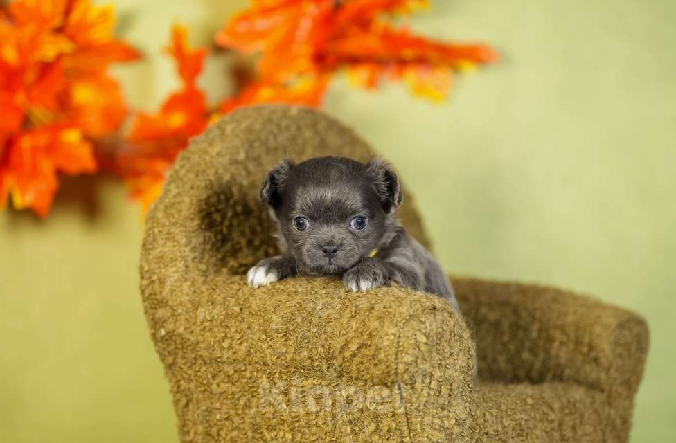 Собаки в Выборге: Сука длинношерстная голубой окрас Девочка, 80 000 руб. - фото 3