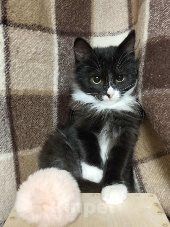 Кошки в Москве: Котёнок в добрые руки Мальчик, Бесплатно - фото 1