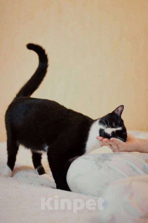 Кошки в Балашихе: Слепой котик Гомер Мальчик, Бесплатно - фото 5