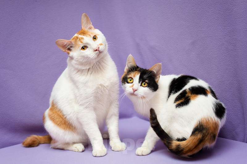 Кошки в Москве: Рыжий бобтейл Григ в дар Мальчик, 1 руб. - фото 9