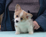Собаки в Москве: Очаровательная девочка вельш корги пемброк Девочка, 80 000 руб. - фото 1