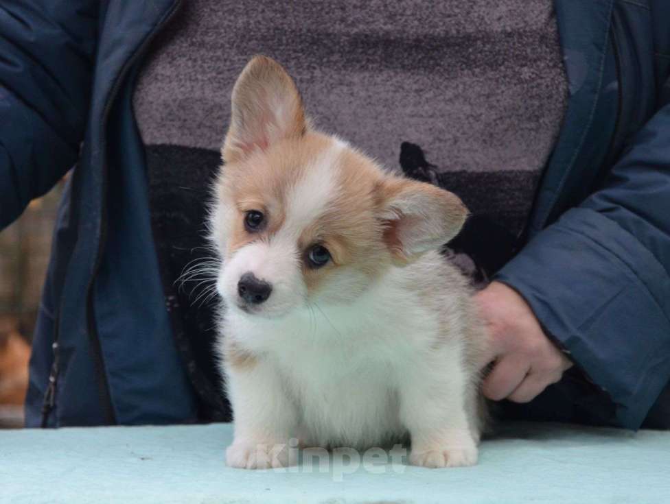Собаки в Москве: Очаровательная девочка вельш корги пемброк Девочка, 80 000 руб. - фото 1