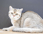 Кошки в Кингисеппе: Золотой тиккированный британский мальчик Мальчик, 5 руб. - фото 2