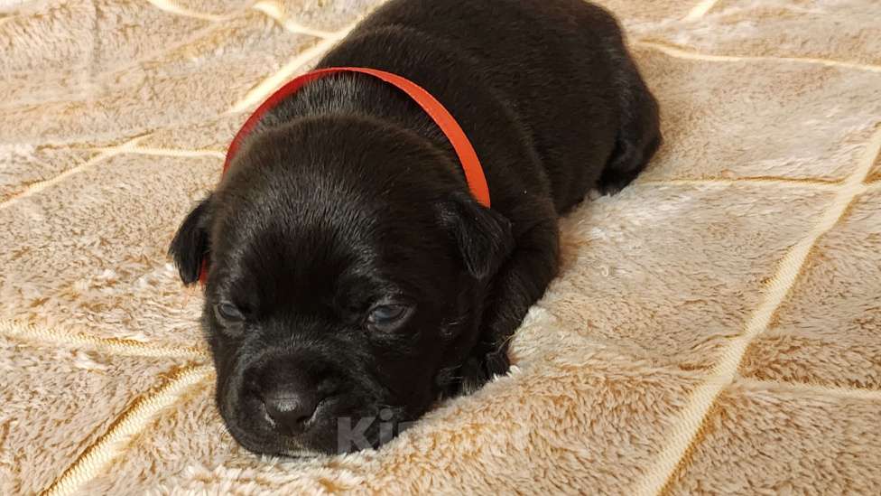 Собаки в Москве: Стаффорлширский бультерьер  Девочка, 60 000 руб. - фото 4