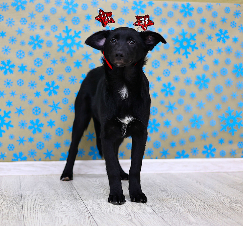 Собаки в Москве: Щенки бесплатно в Москве Девочка, Бесплатно - фото 9