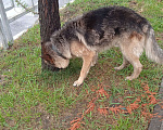 Собаки в Сочи: Немец бегает по лазаревке Мальчик, Бесплатно - фото 2