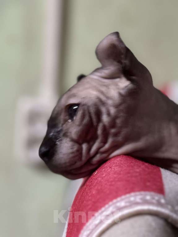 Кошки в Москве: Молодой кот эльф в разведение Мальчик, Бесплатно - фото 2