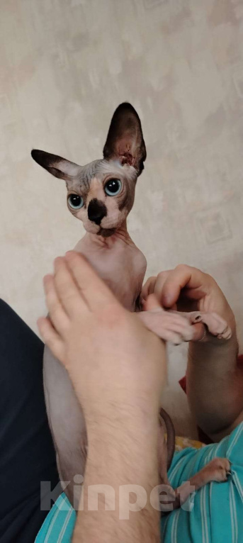 Кошки в Дедовске: Продаю котëнка Сфинкс (голубоглазая кошечка) Девочка, 10 000 руб. - фото 1