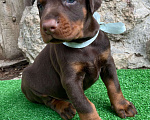 Собаки в других городах Московской области: Щенки добермана Мальчик, 100 000 руб. - фото 6