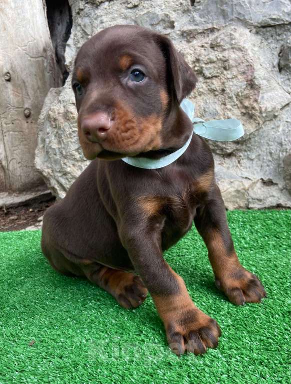 Собаки в других городах Московской области: Щенки добермана Мальчик, 100 000 руб. - фото 6