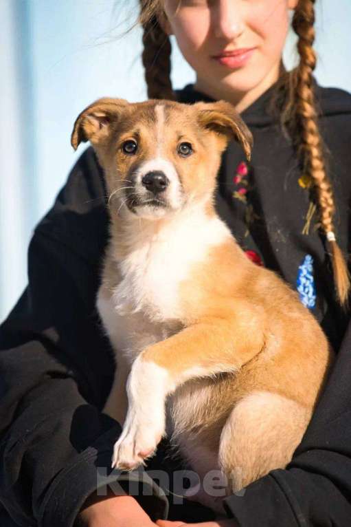 Собаки в Красногорске: Тарас Мальчик, Бесплатно - фото 4