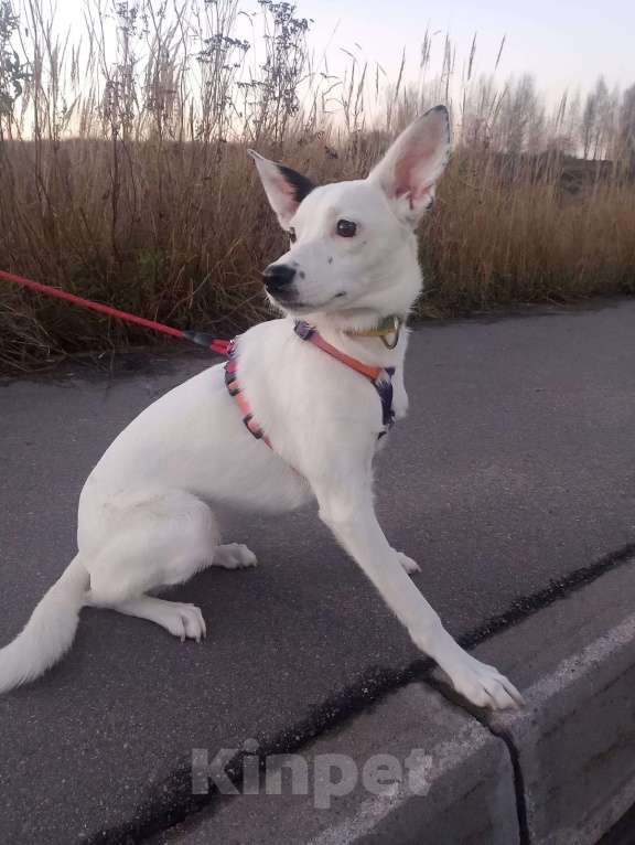 Собаки в Санкт-Петербурге: Очень красивая и добрая собака ищет дом Девочка, Бесплатно - фото 7