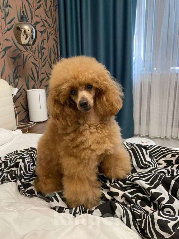 Собаки в Видном: Щенки миниатюрного пуделя Девочка, 50 000 руб. - фото 4