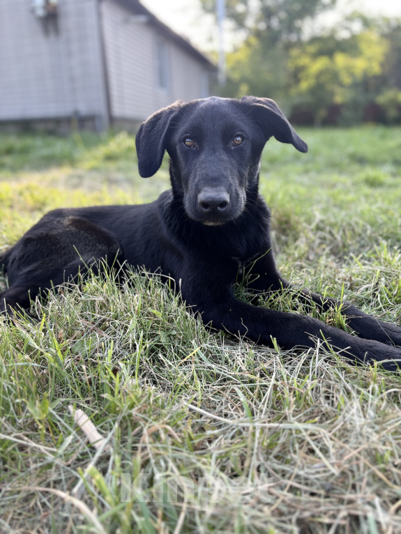 Собаки в других городах Краснодарского края: Уникальный щенок «ризеновчарик» мальчик Джекки  Мальчик, 1 000 руб. - фото 5