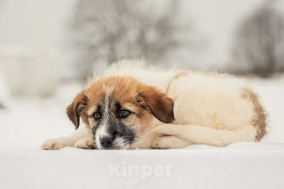 Собаки в других городах Московской области: Щенок в добрые руки Девочка, Бесплатно - фото 3