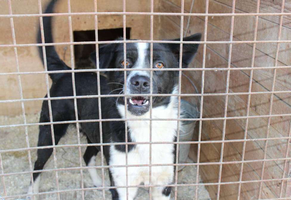 Собаки в Москве: Звездный мальчик Мальчик, Бесплатно - фото 8